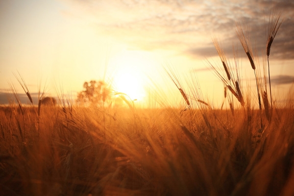 Russian organic wheatfield in the sunrise