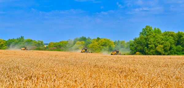 Russian combines harvesting wheat in a field