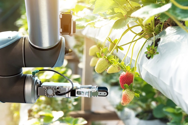 Automated greenhouse system harvesting strawberries